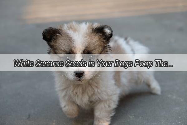 White Sesame Seeds in Your Dogs Poop The Surprising Secret Behind Their Health Boost